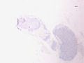 CytologicallyYoursUnknowns201401-04-09.jpg