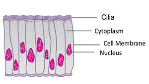 Histologic:chapter 2 - Pathology Education Instructional Resource