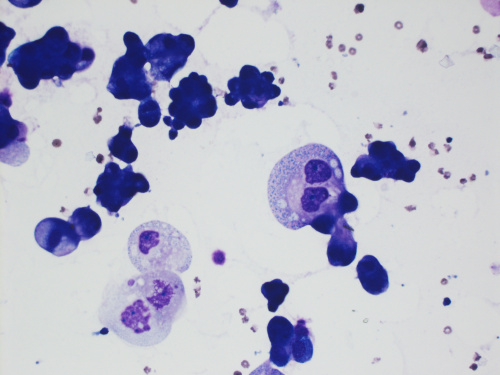 Cytologically Yours: CoW: 20140120 - Pathology Education Instructional
