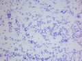 CytologicallyYoursCoW20140106Cytology1.jpg
