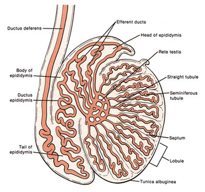 Histologic:Chapter 16 - Pathology Education Instructional Resource