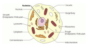 Histologic:Chapter 2 - Pathology Education Instructional Resource