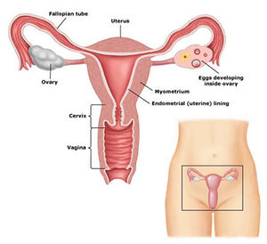 Histologic:Chapter 17 - Pathology Education Instructional Resource