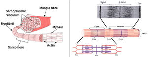 Histologic:Chapter 5 - Pathology Education Instructional Resource