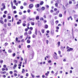 Histology