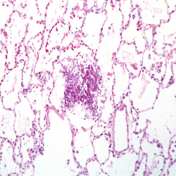 Histology