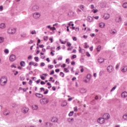 Histology
