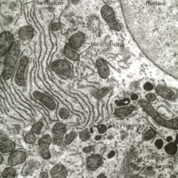 Electron Microscopy
