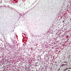Histology