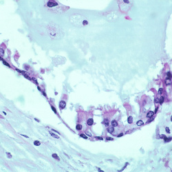 Embryo-Fetus