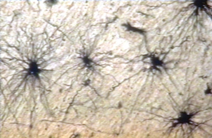 00204117