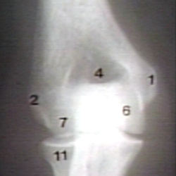 Radiology