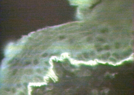 00246184