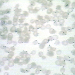 Cytology