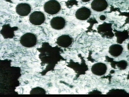 00246431