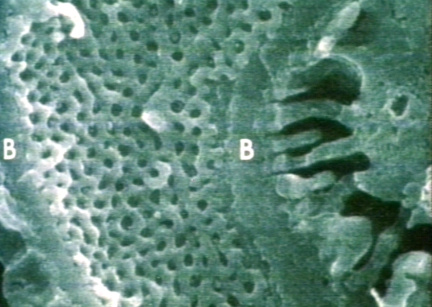 00246527