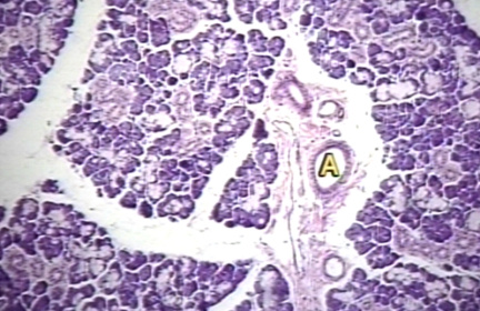 00248627