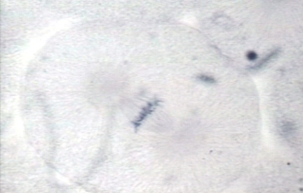 00250401