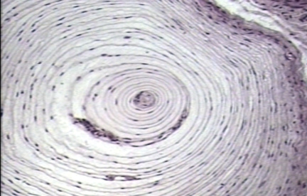 00250433