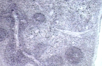 00250438