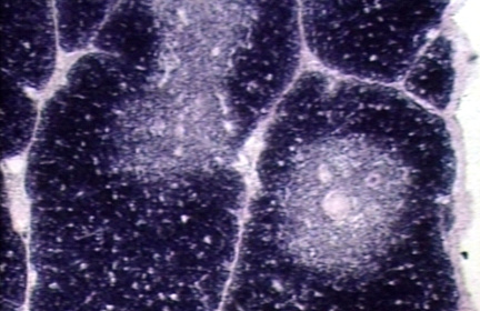 00250441