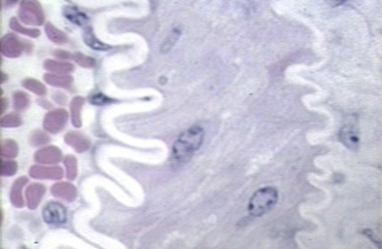 00250446