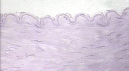 00250453