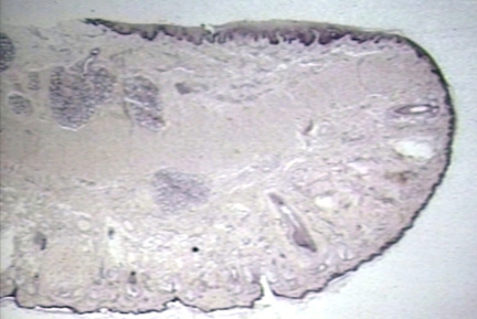 00250454